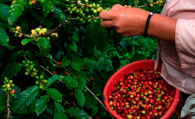 Bajos precios internacionales y cambio climático afectan al café de Honduras
