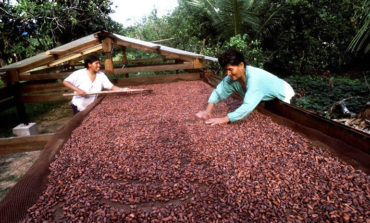 Economía: Exportación de cacao orgánico crece en más de 300 toneladas